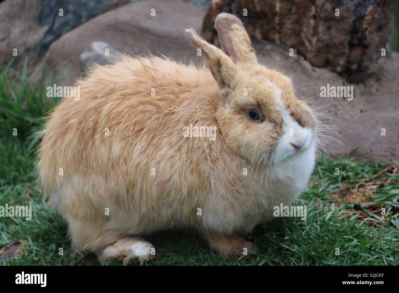 Fluffy animal hi-res stock photography and images - Alamy