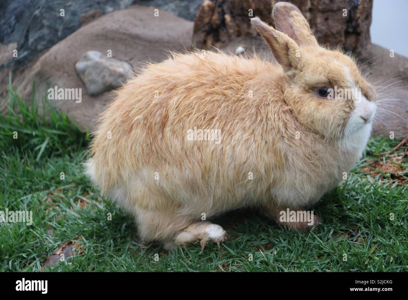 big fluffy rabbit
