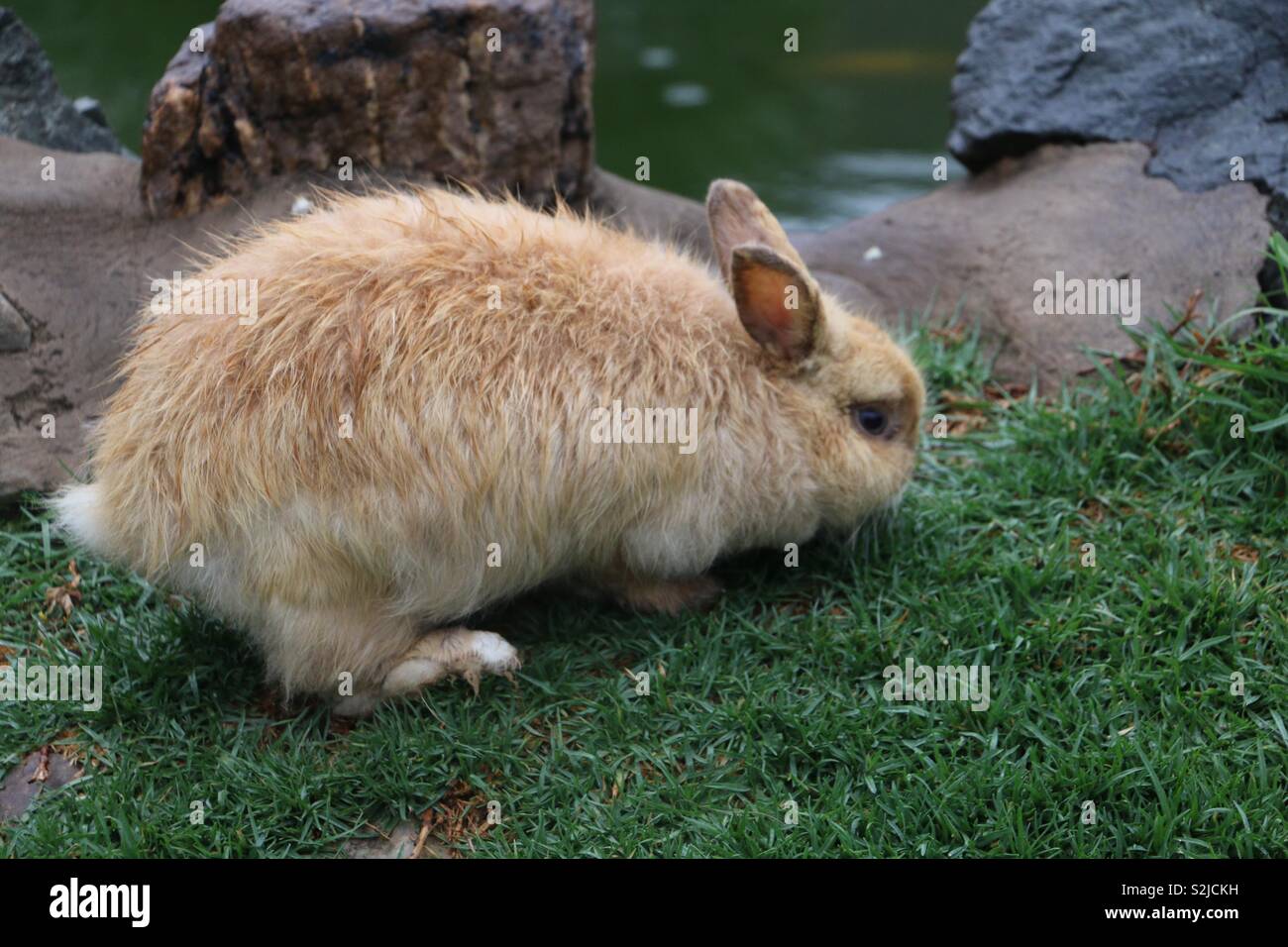 Bunny eating grass Stock Photo Alamy