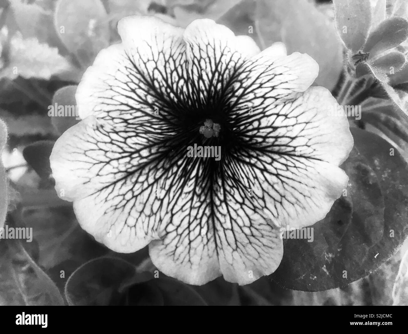 Flower in monochrome on Elmhurst Crescent, Finchley, London Stock Photo