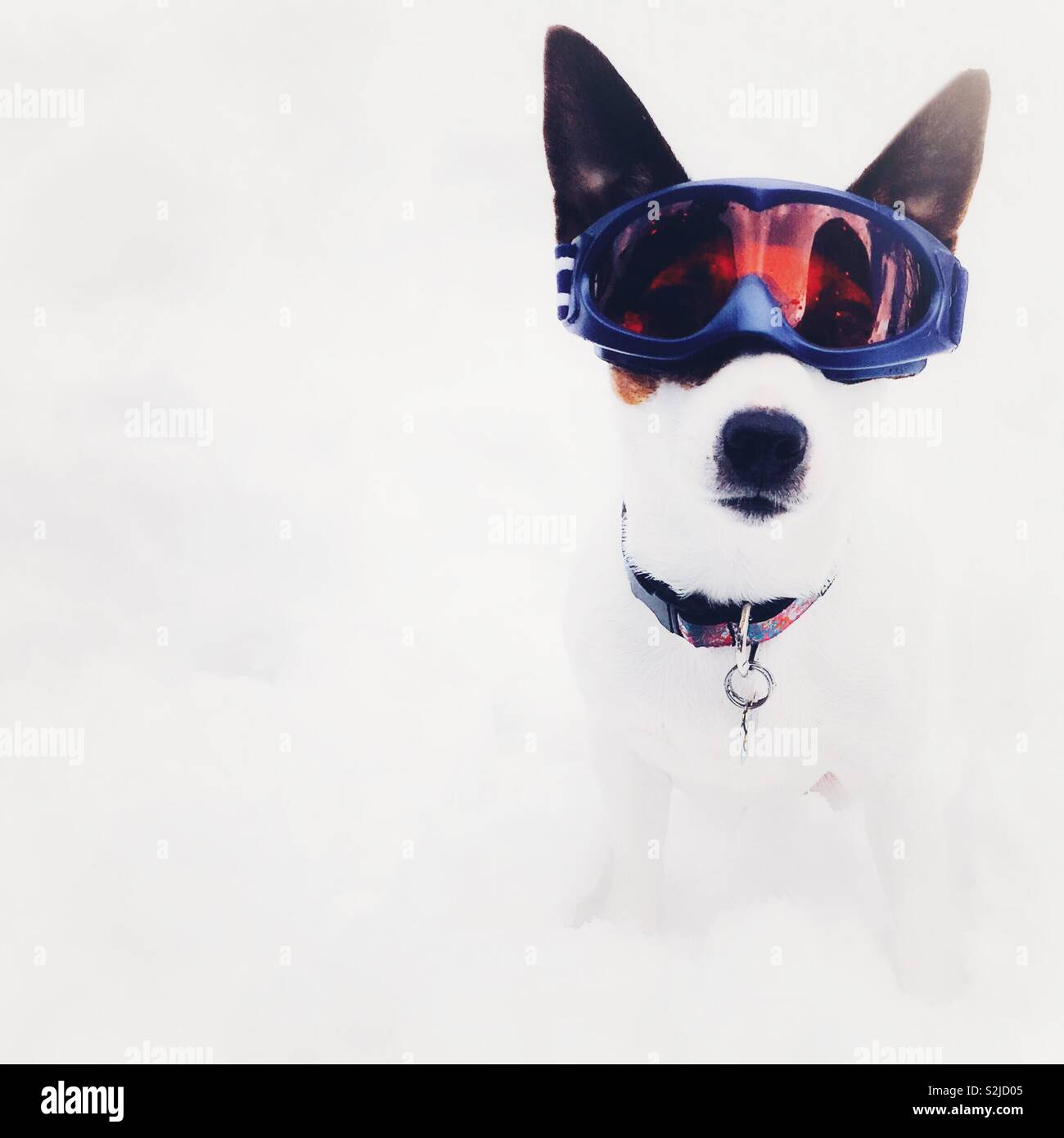 Dog wearing goggles hires stock photography and images Alamy