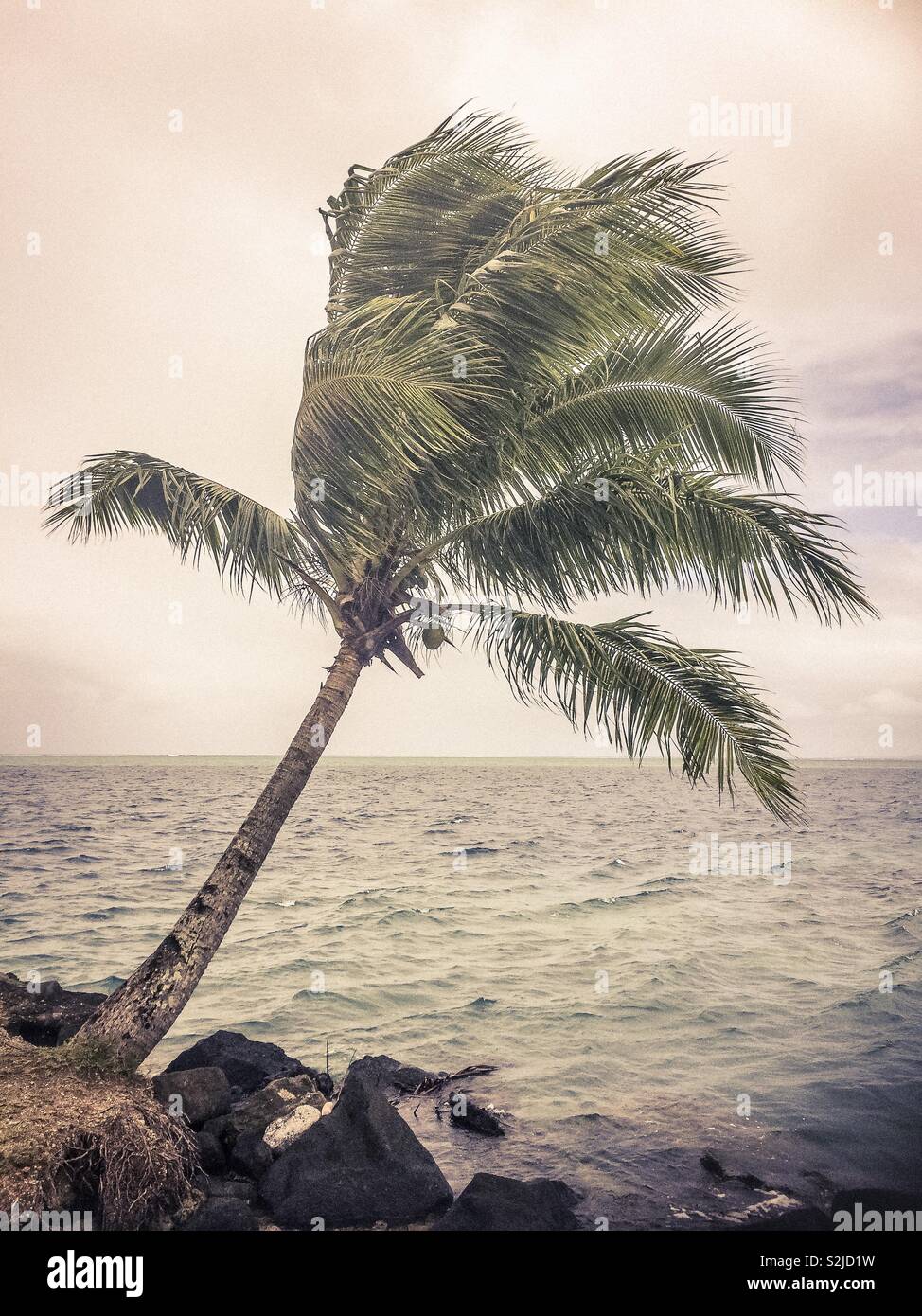 Coconut tree near the water Stock Photo Alamy