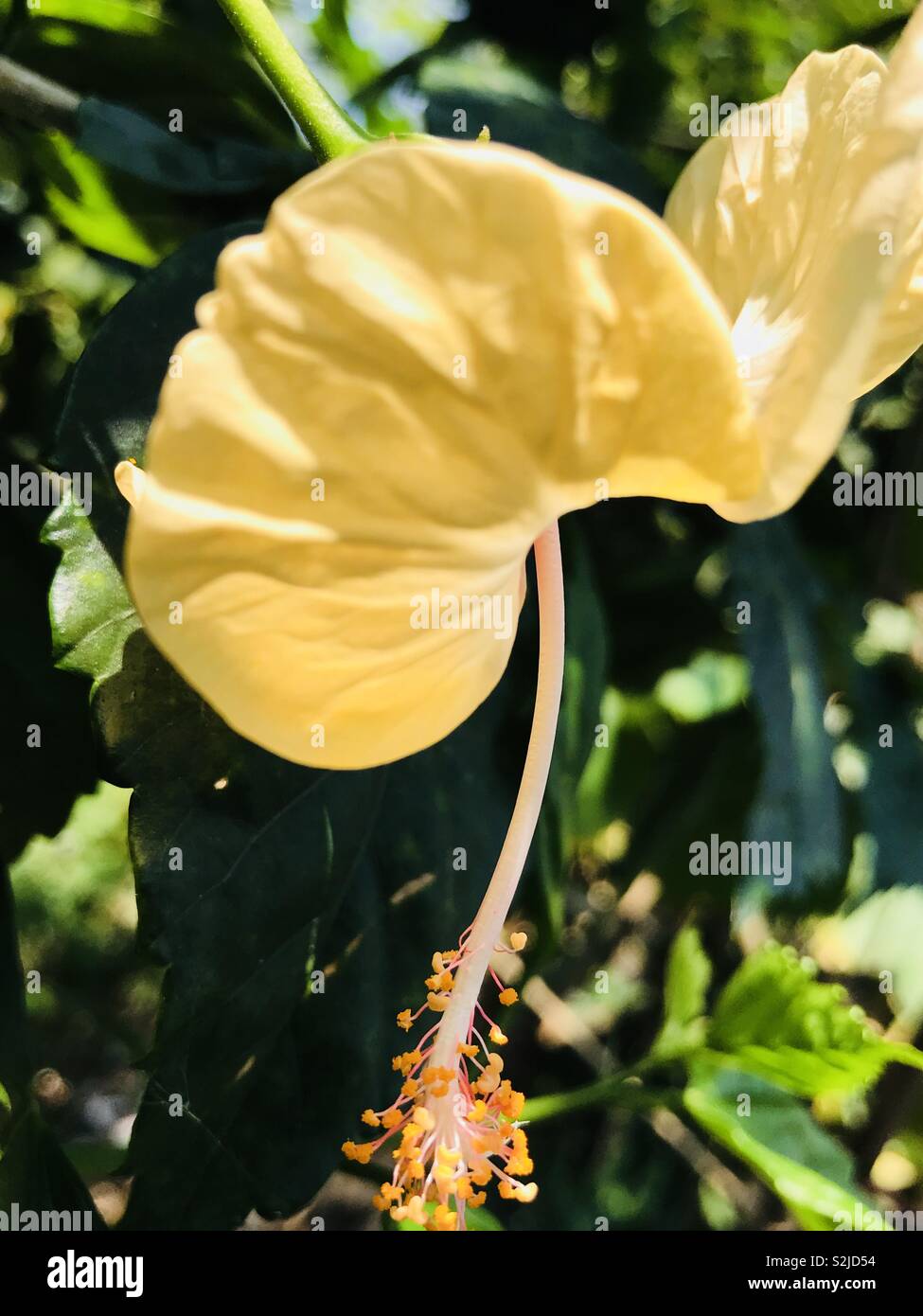 Joba flower hires stock photography and images Alamy