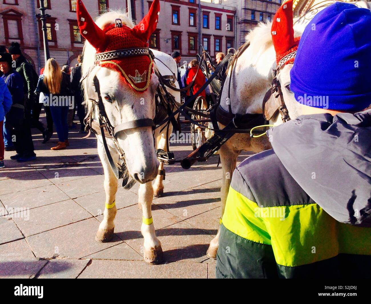 Boy looking at two white horses in the street wearing red ear caps and they're attached to a carriage - Smartphone Captured Stock Image