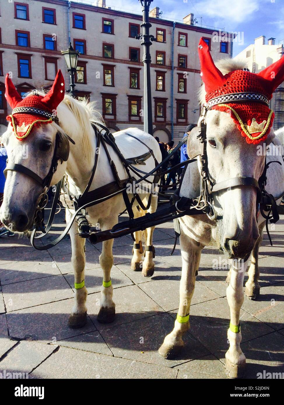 Two white horses or a pair attached to a carriage for work showing tourists around St. Petersburg Russia - Smartphone Captured Stock Image