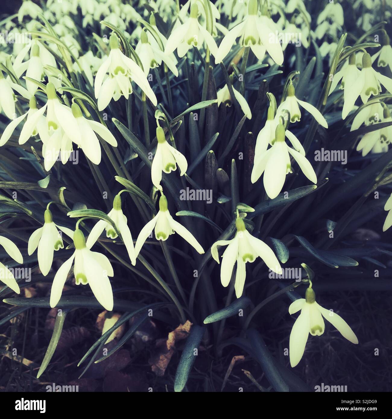 Snowdrops or snowdrop flowers - Smartphone Captured Stock Image