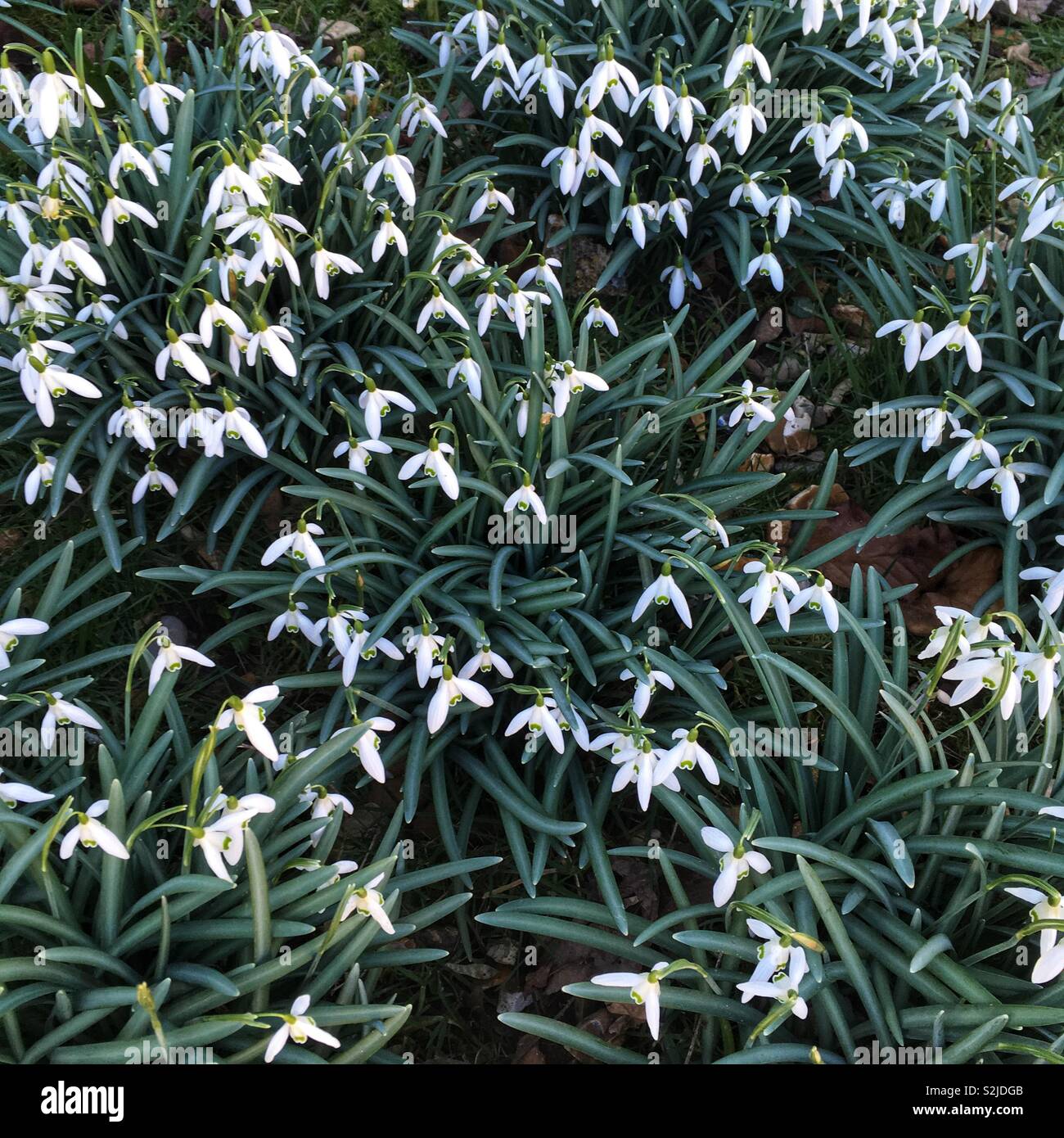 Snowdrop flowers, Hampshire, England, United Kingdom. - Smartphone Captured Stock Image