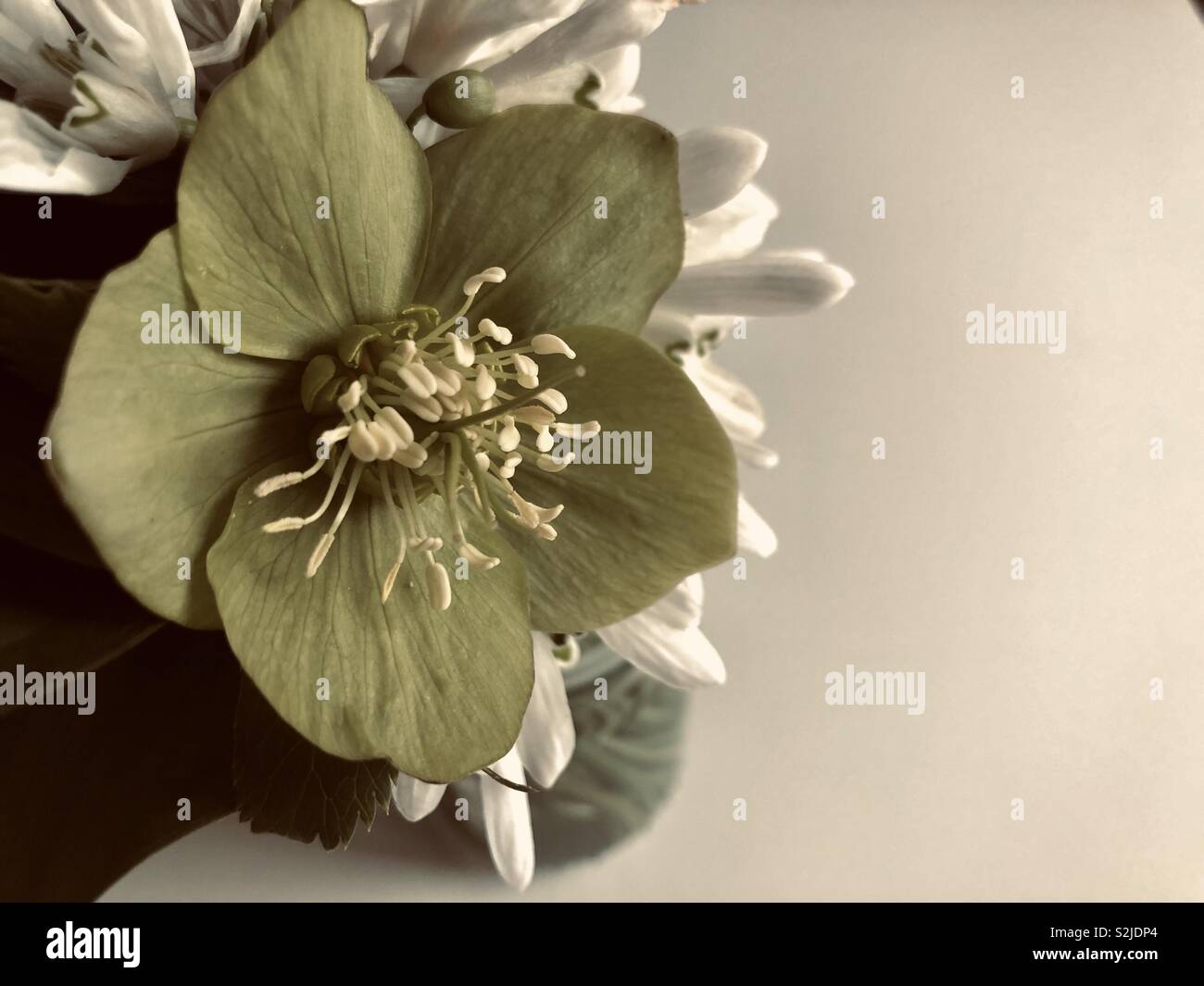 Hellebores and snowdrops with white background - Smartphone Captured Stock Image