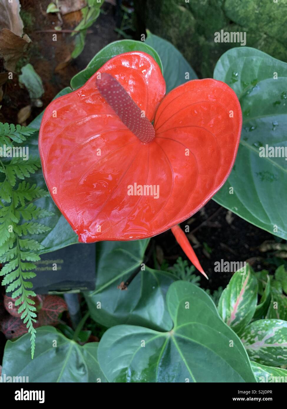 Red orchid - Smartphone Captured Stock Image