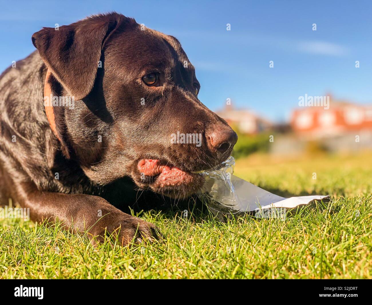 Dogs chewing sale on plastic bottles