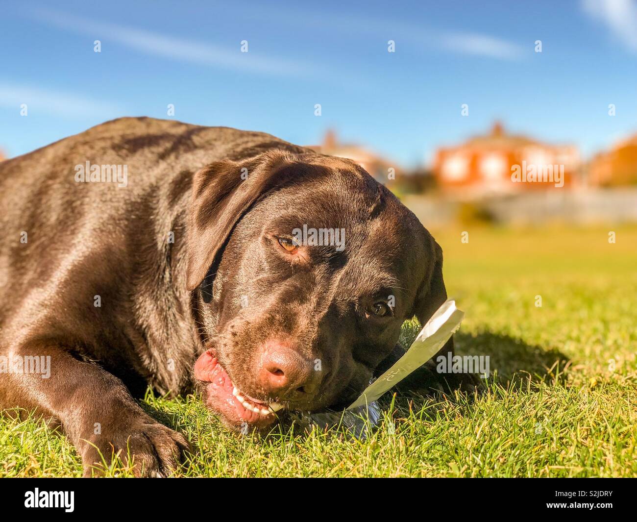 Dogs chewing on plastic clearance bottles