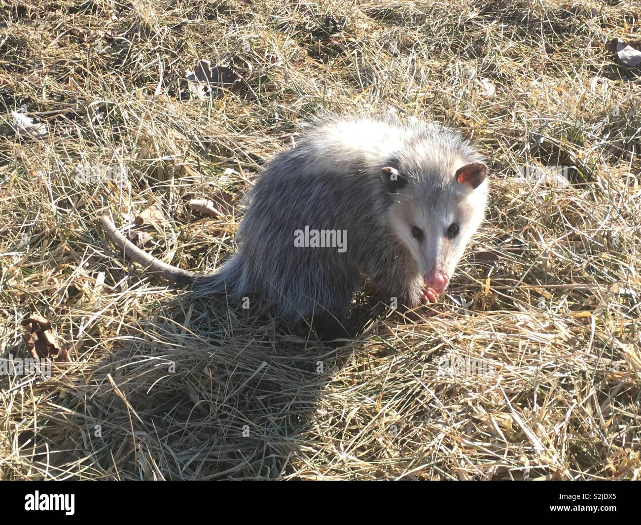Opossum in the day light Stock Photo