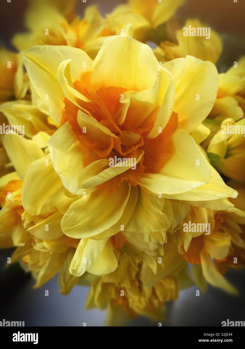 Spring daffodils in a flower arrangement.  Lovely yellow petals in a blossoming bunch.  Plant for all to enjoy, especially at Easter or in Wales - Smartphone Captured Stock Image