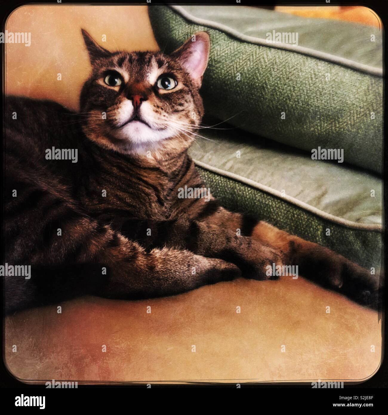 Tabby Bengal Mix Stock Photos Tabby Bengal Mix Stock Images Alamy