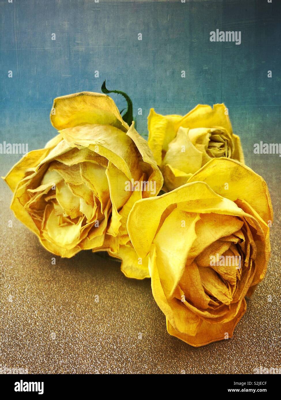 3 dying yellow roses Stock Photo Alamy