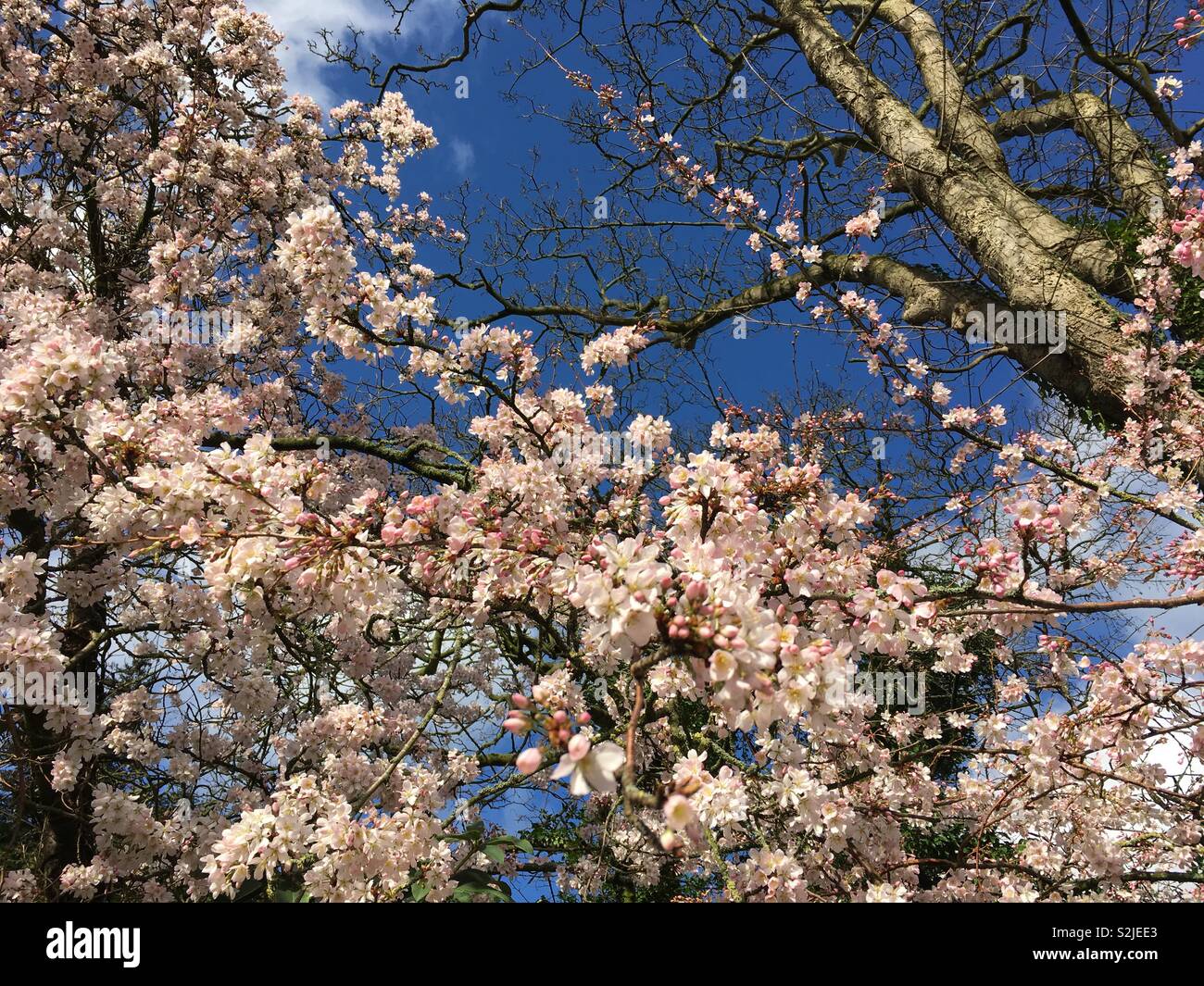 Cherry blossom on sunny day in Cheshire, England Stock Photo