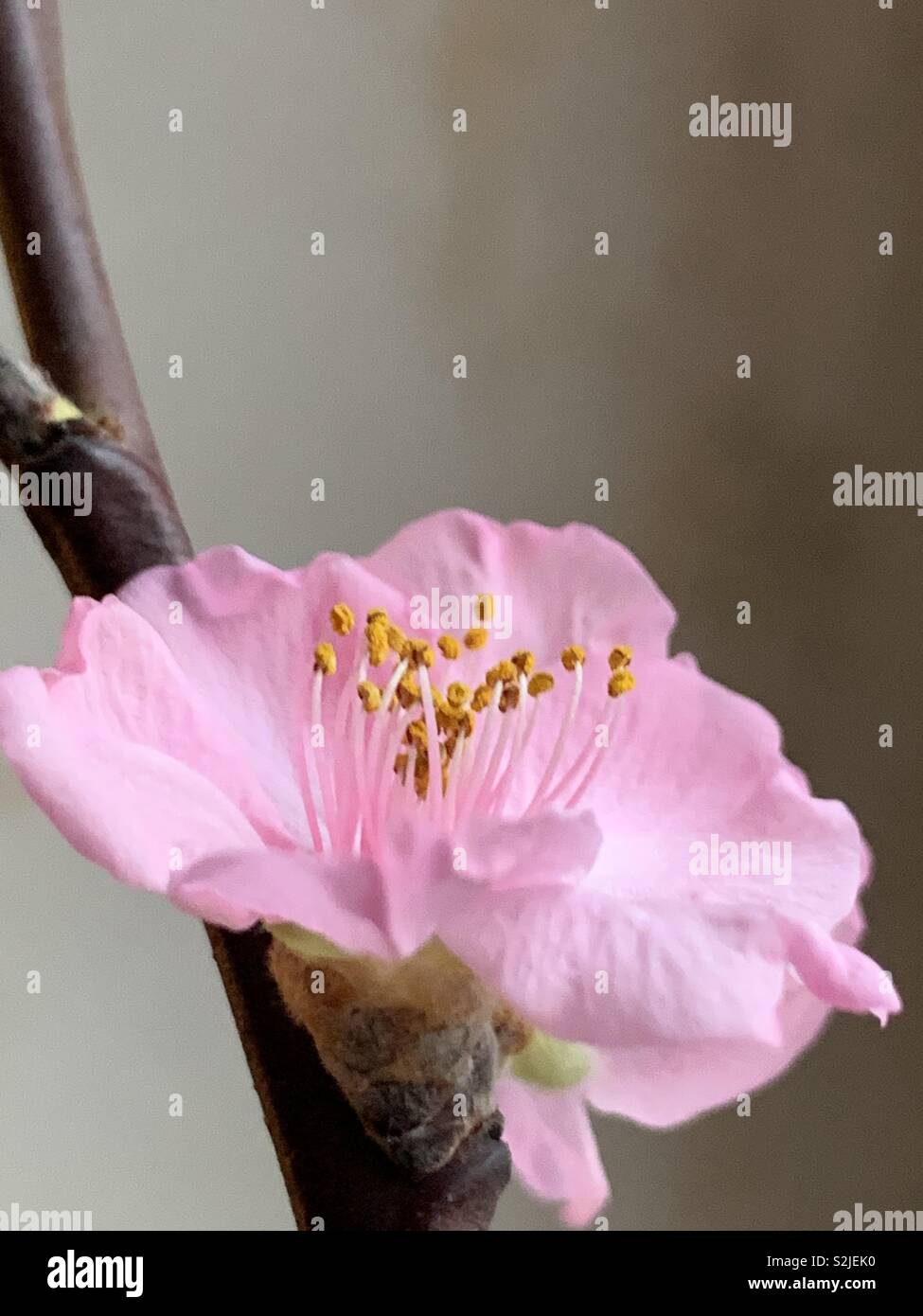 Blossom | Blüte Stock Photo