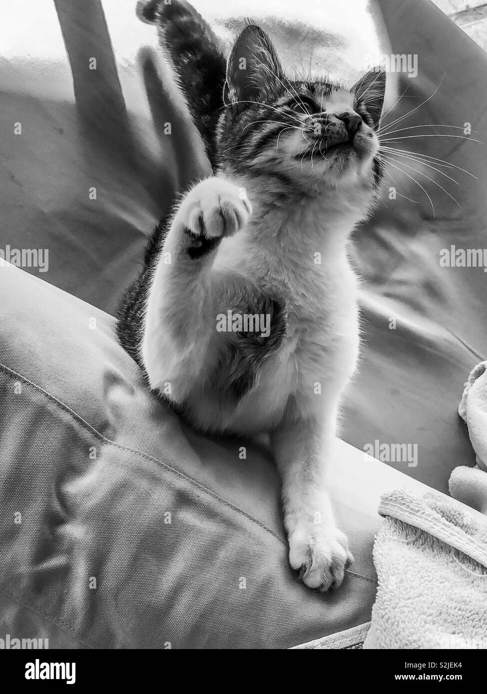 Black and white monochrome image of playful tabby kitten cat - Smartphone Captured Stock Image