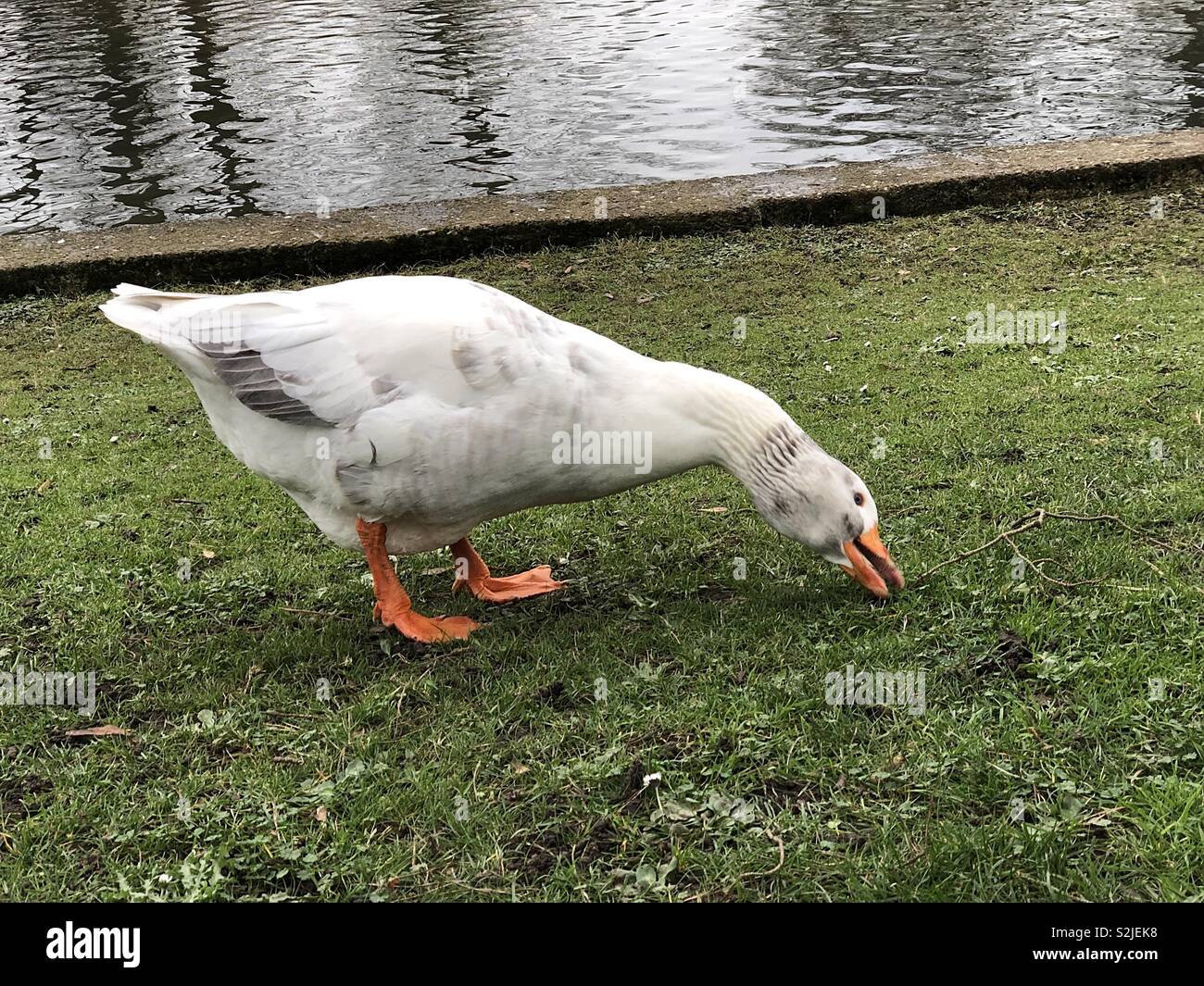 White greylag goose (anser anser) in winter - Smartphone Captured Stock Image