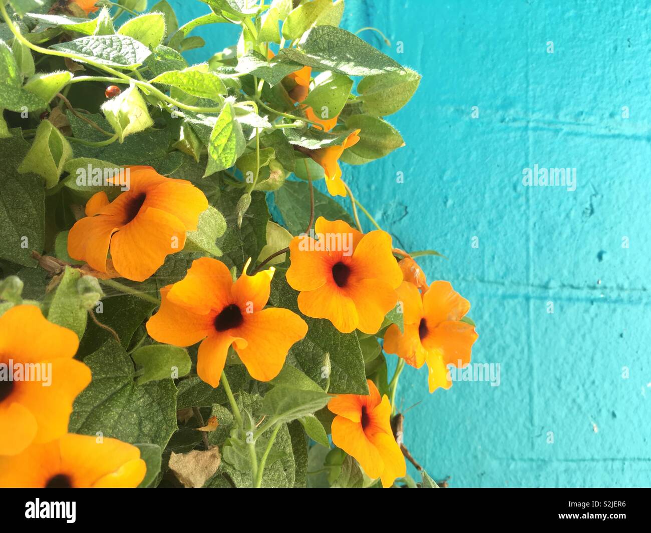 black-eyed-susan-vine-stock-photo-alamy