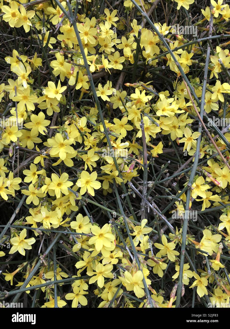 Winter Jasmine flowering in Chaoyang District, Beijing, China in March