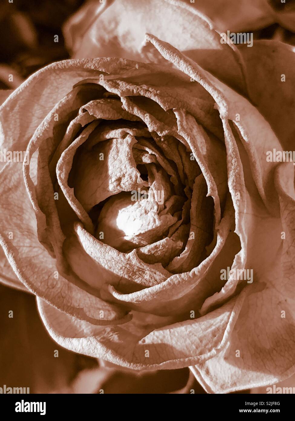 Dead rose petals hires stock photography and images Alamy