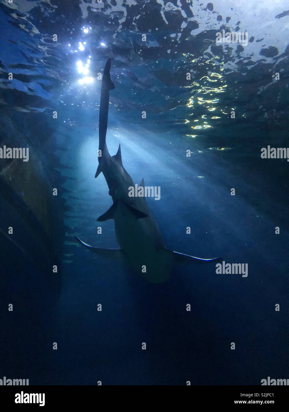 Shark swimming through light rays Stock Photo