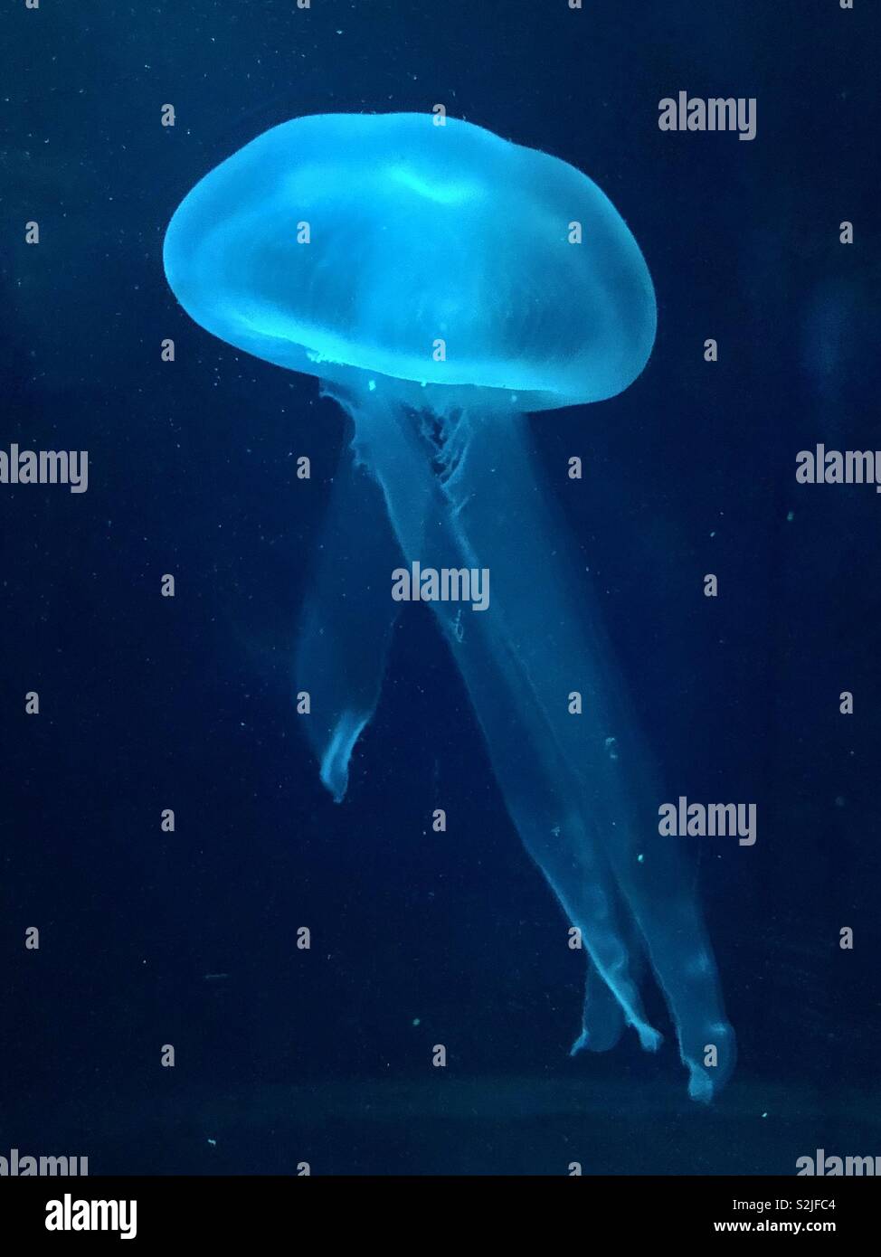 Jelly Fish Stock Photo