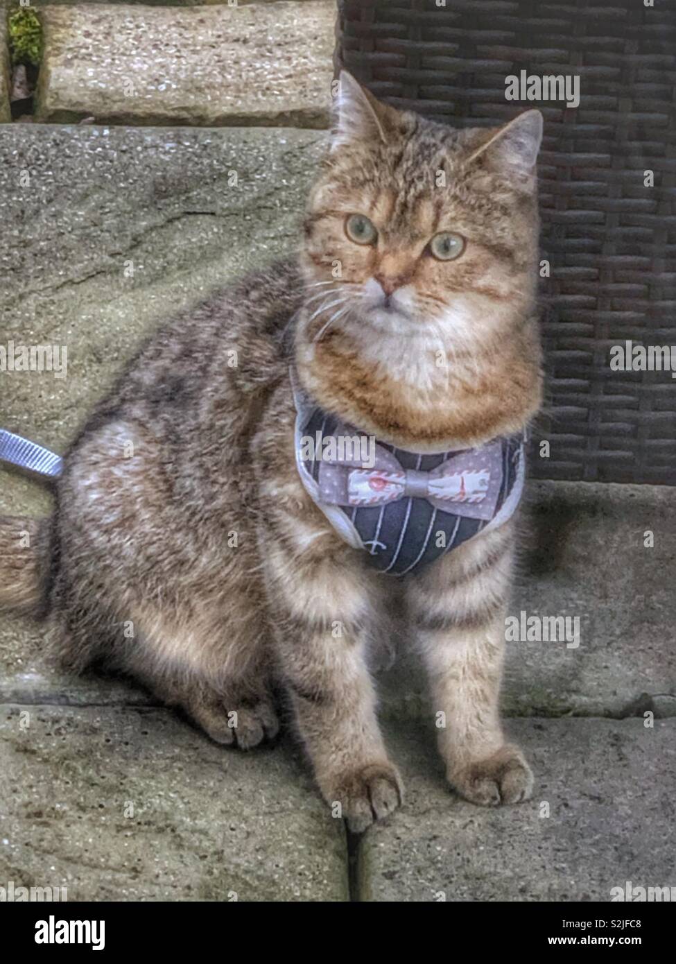Looking dapper wearing his bow tie. - Smartphone Captured Stock Image