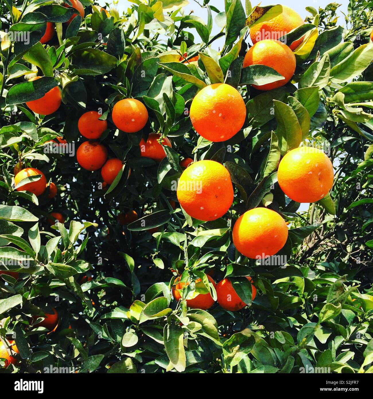 Oranges on a farm near Fresno, California, United States Stock Photo