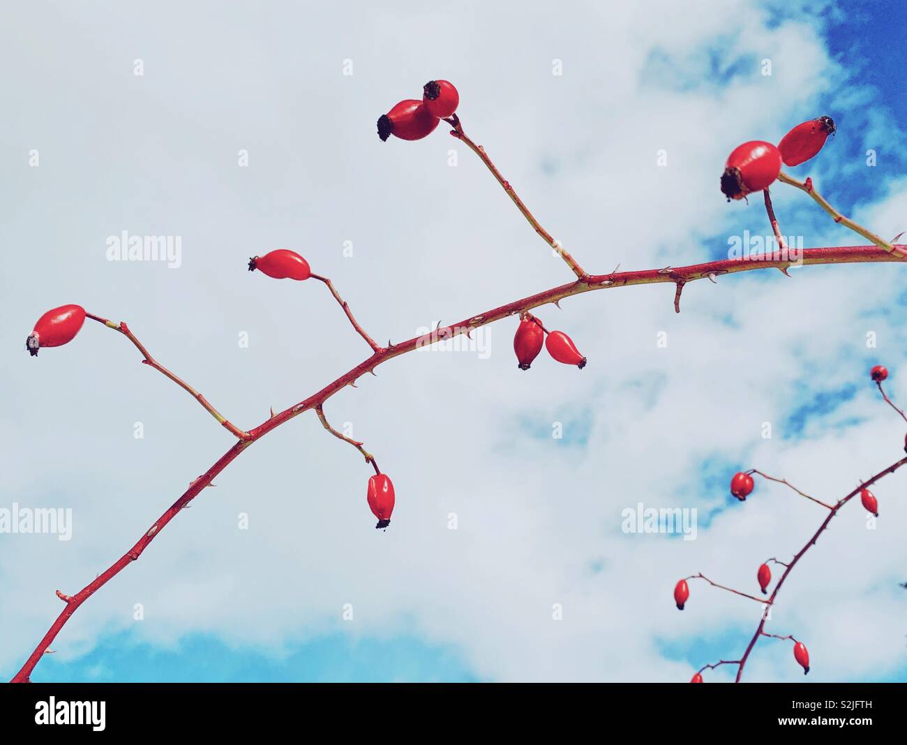 Bare branch with bright red rose hips and sky in the background on a sunny late winter day. Stock Photo