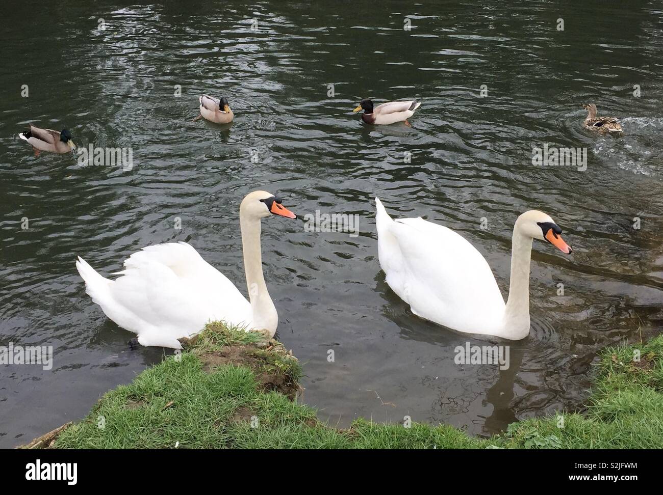 Swans and ducks mill around, waiting for food - Smartphone Captured Stock Image