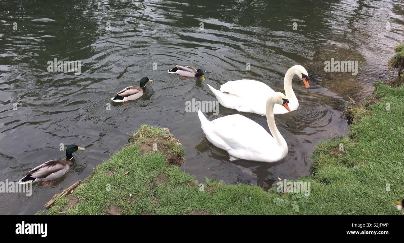 Tales of the riverbank: swans and ducks wait for food Stock Photo