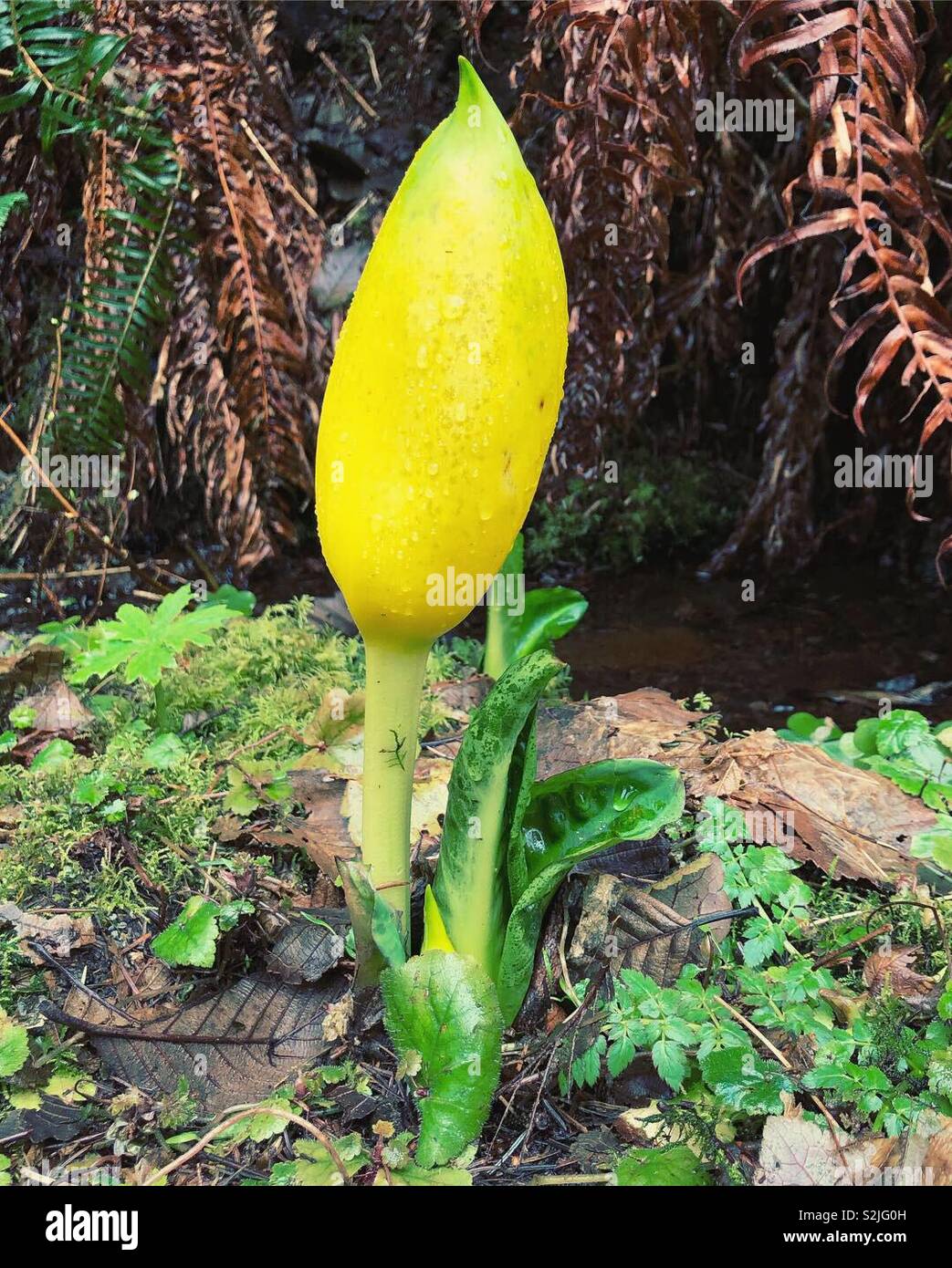 Wetland plants oregon hi-res stock photography and images - Alamy