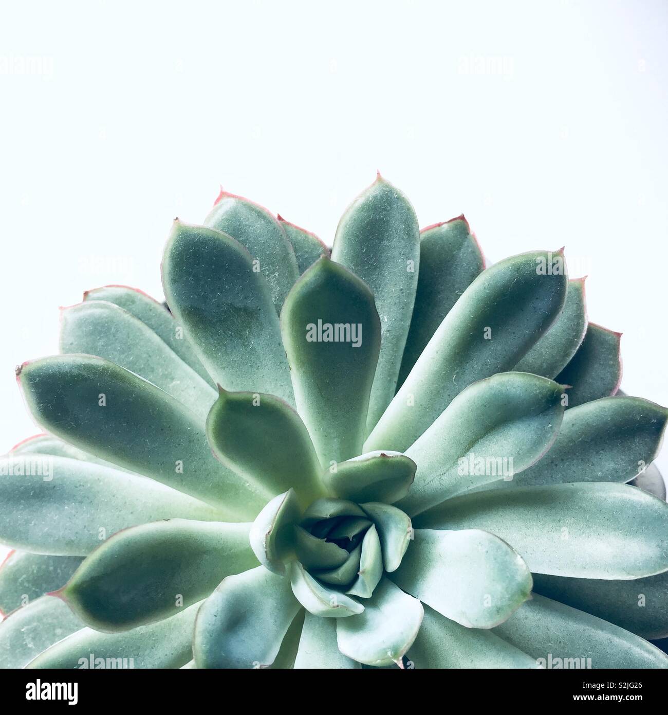 A close up of a green and healthy succulent plant from above on a white background with copy space - Smartphone Captured Stock Image