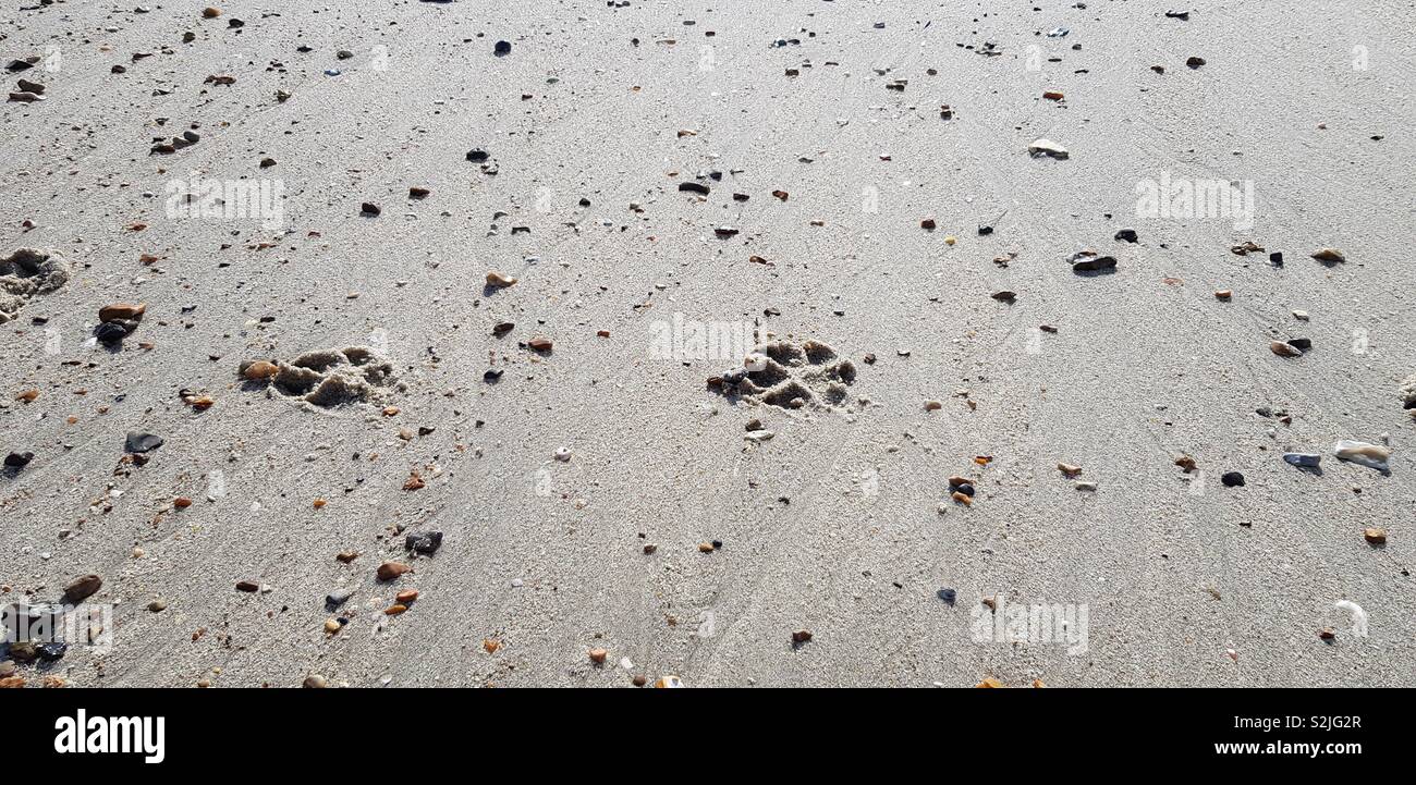 Paw prints in the sand Stock Photo Alamy