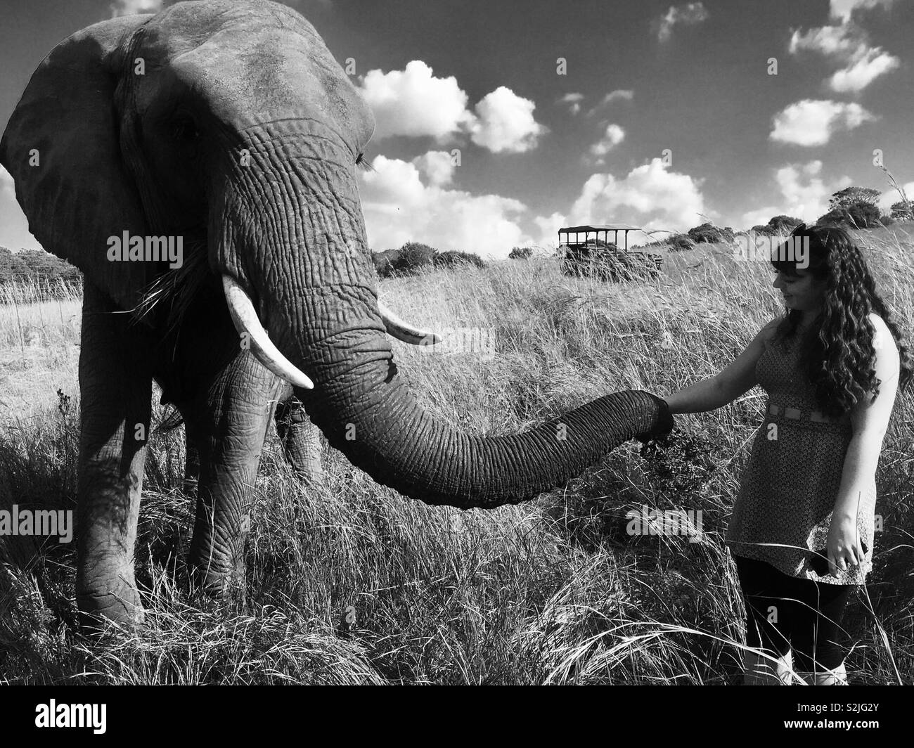 Shaking hands with the elephant Stock Photo Alamy