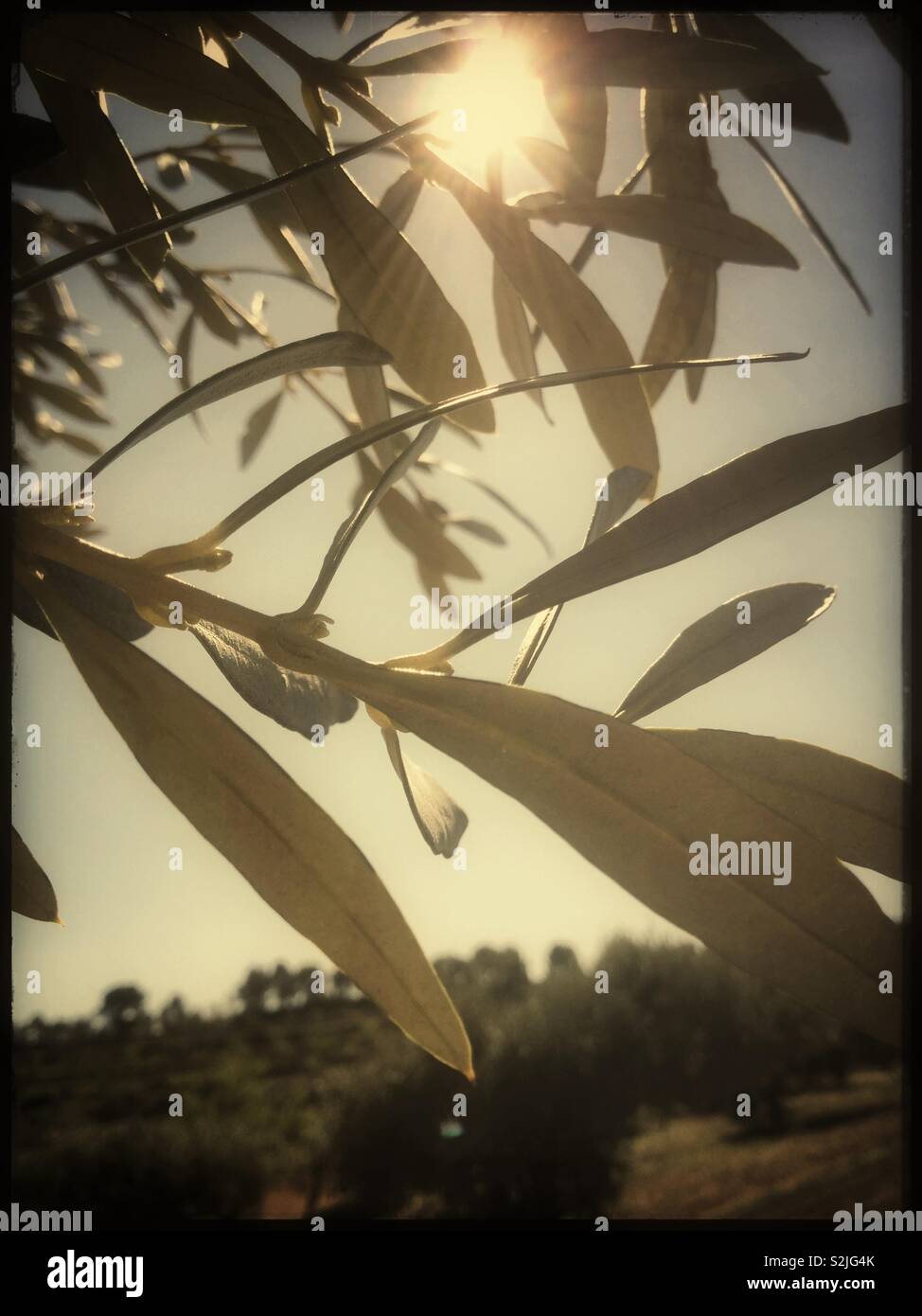 Flower buds forming on olive branches, Catalonia, Spain. - Smartphone Captured Stock Image
