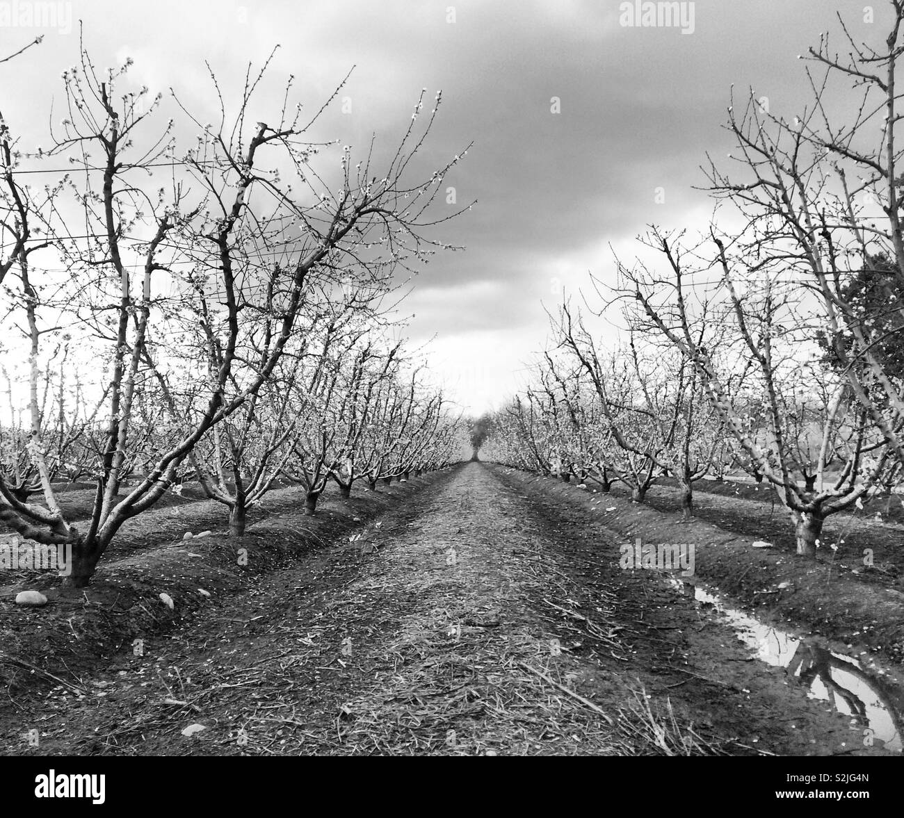 Rows of trees under stormy skies - Smartphone Captured Stock Image