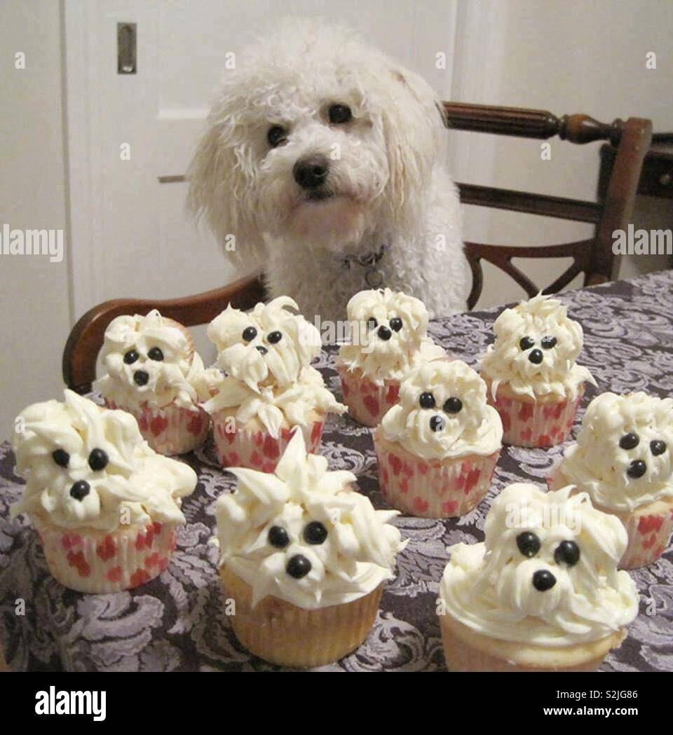 cupcake poodle