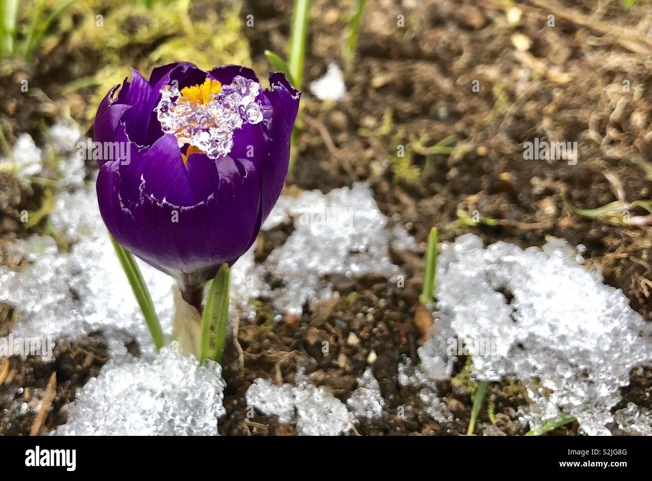 Purple Crocus and Snow Stock Photo