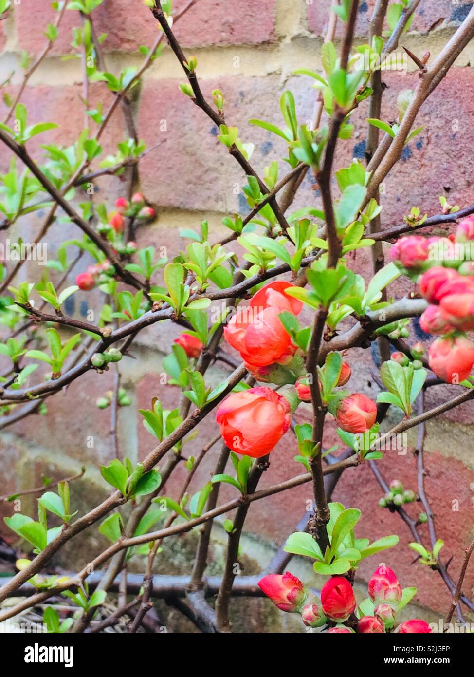 Japanese quince growing against wall - Smartphone Captured Stock Image