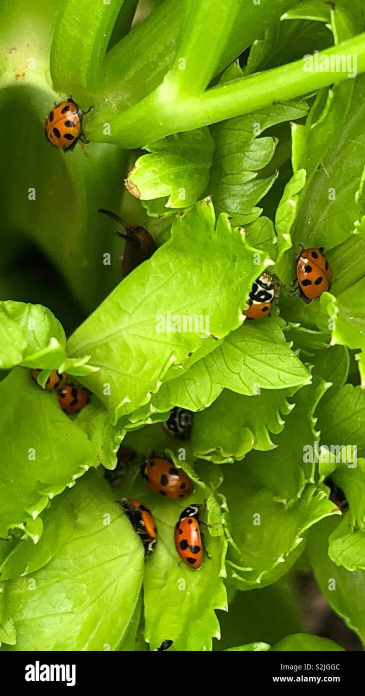 Lady Beetles in the Celery Stock Photo Alamy