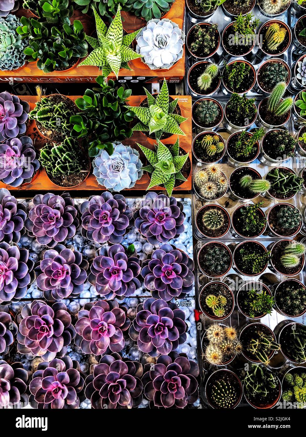 A view from above of many trays of colorful succulent plants Stock Photo
