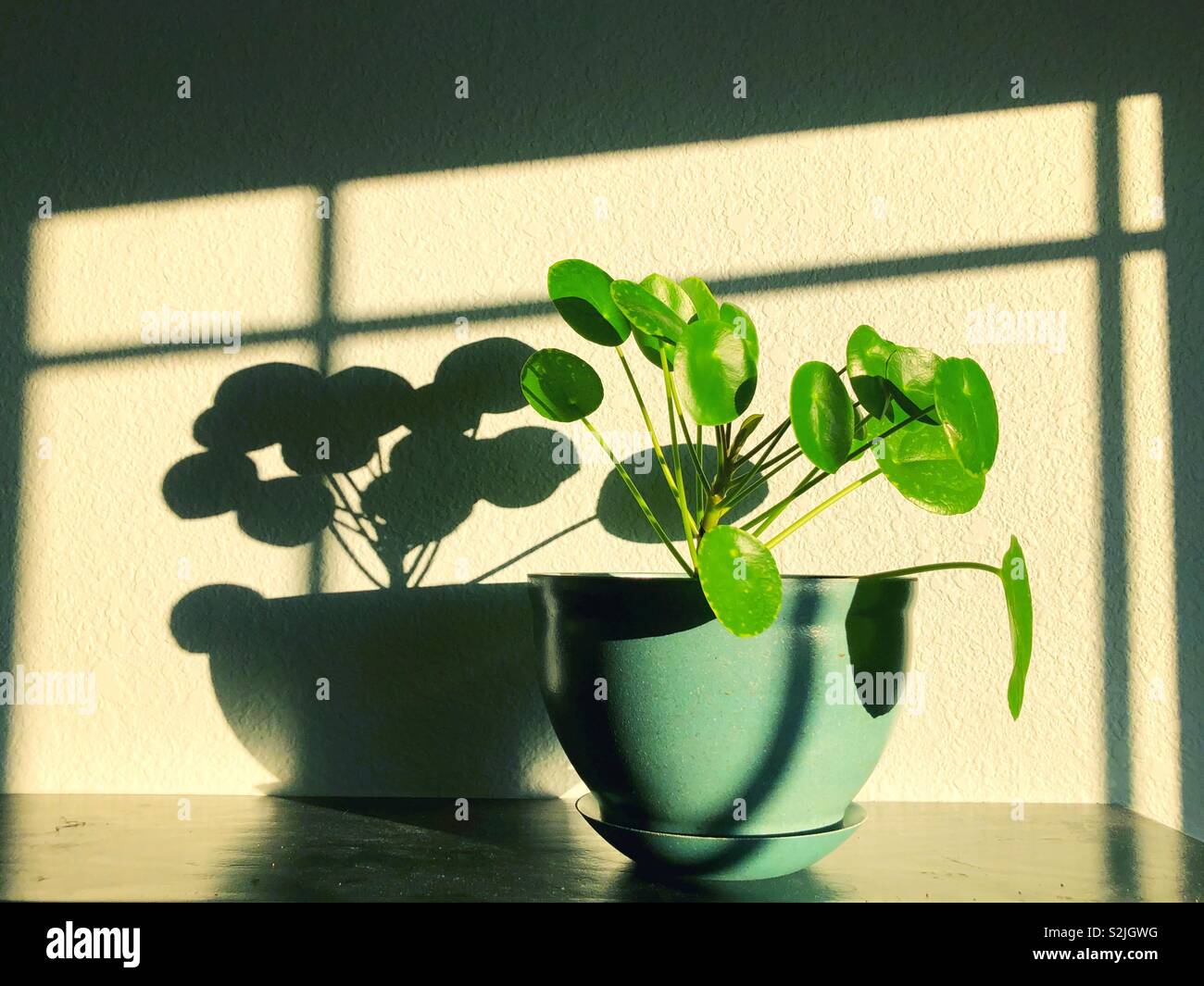 A Chinese Money plant, and shadow. Stock Photo