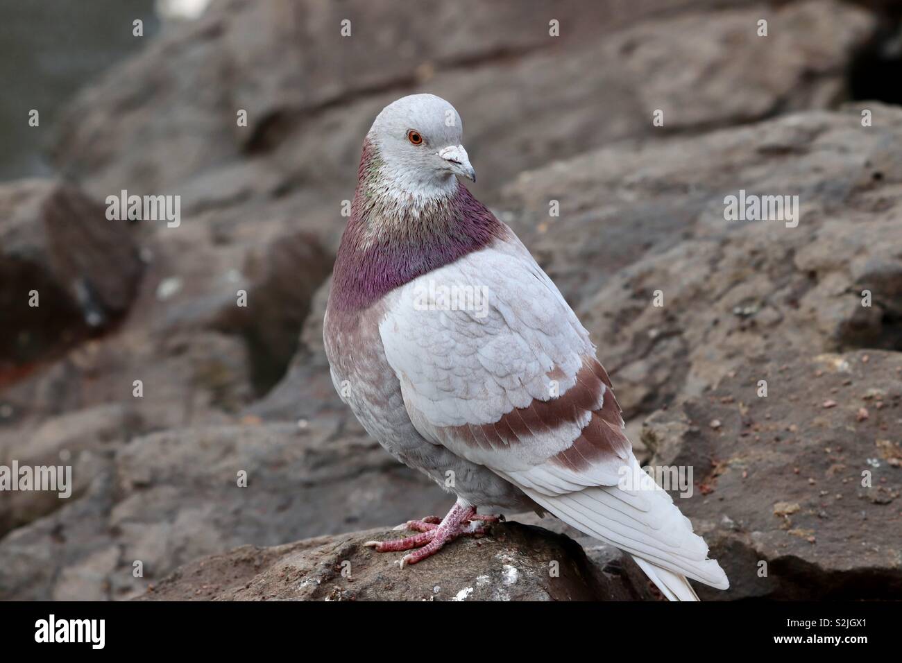 Solo pigeon standing on rocks Stock Photo