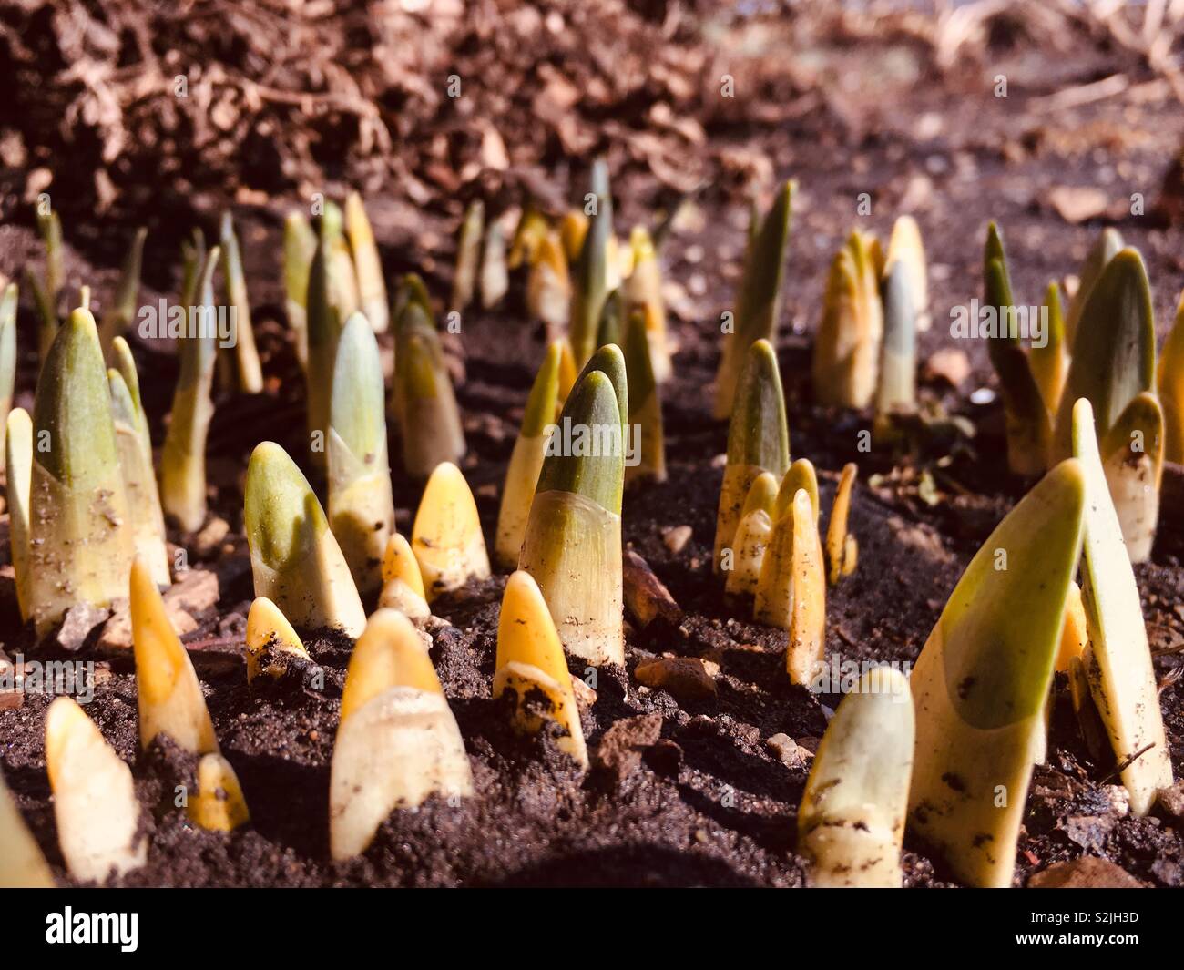 Outdoor tulip flowers breaking thru the soil as a sure sign of spring in Chicago. Stock Photo