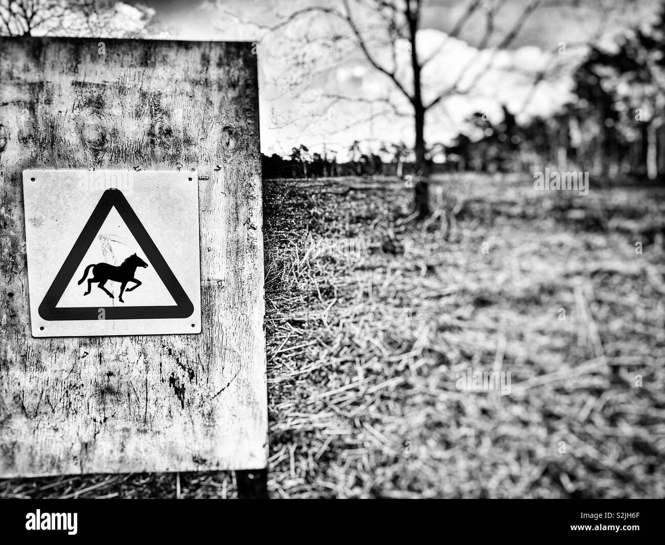 No horses, Hollesley Upper Common, Suffolk, England. - Smartphone Captured Stock Image