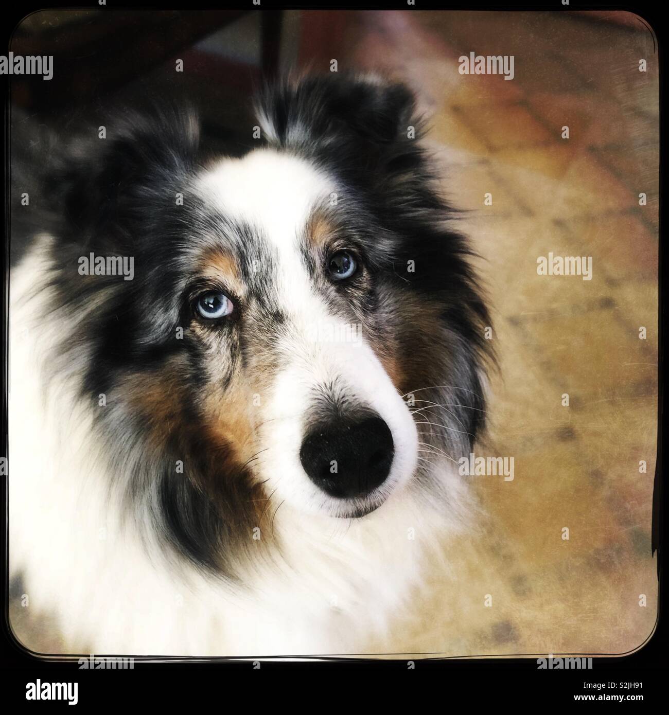 Blue Merle sheltie with blue eyes waiting for his walk Stock Photo