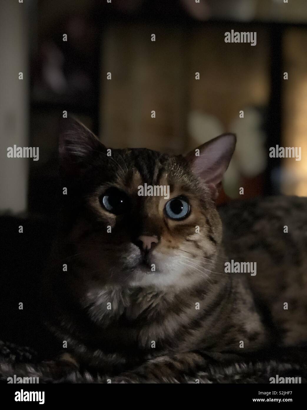 Cat eyes night hires stock photography and images Alamy